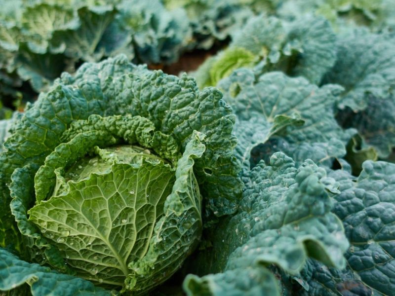 Cabbage Cabbage