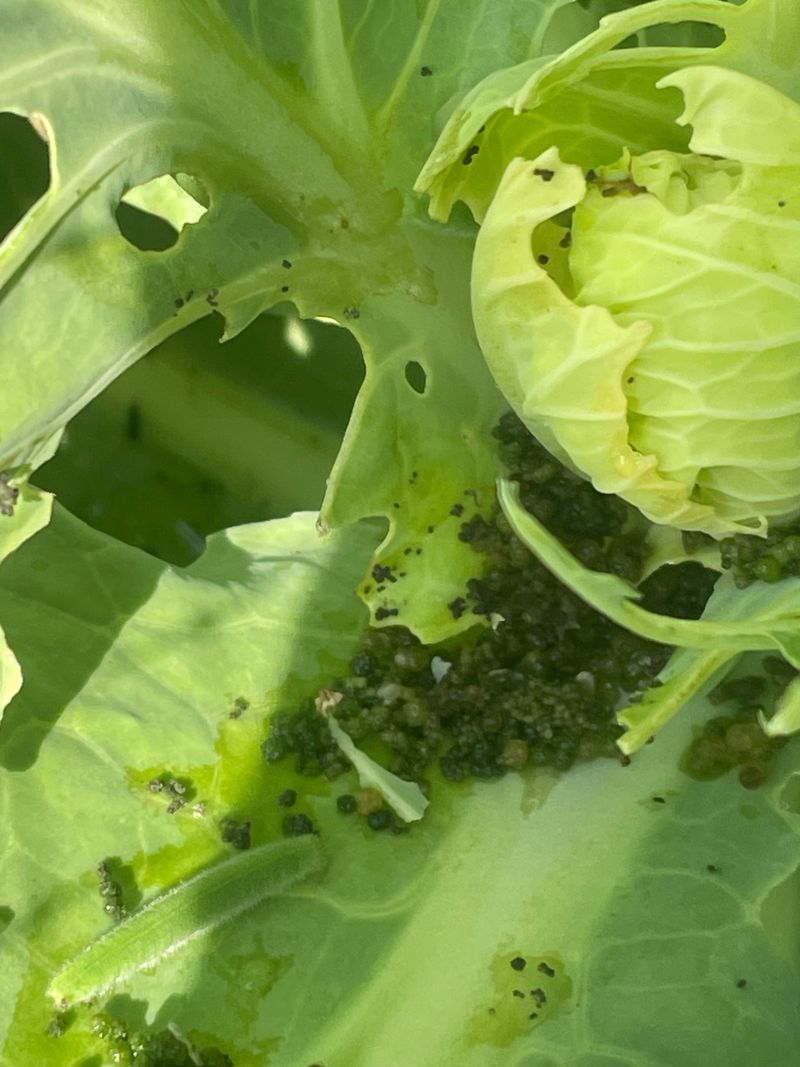 Cabbageworms Arrive Early