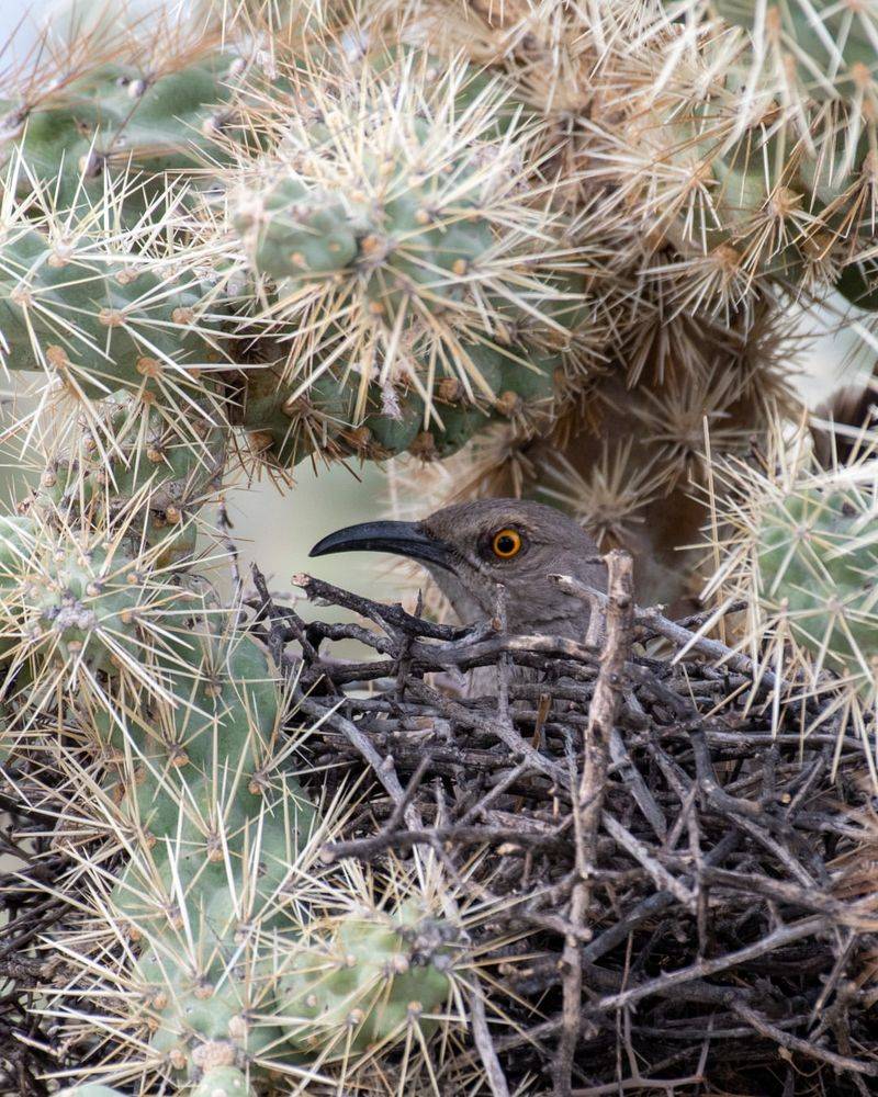 Cactus And Thorny Shrubs Offer Safer Nesting Sites Cactus And Thorny Shrubs Offer Safer Nesting Sites