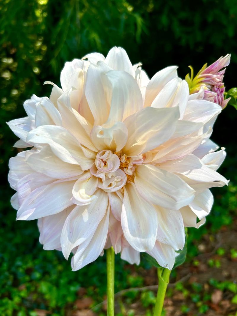 'Cafe Au Lait' Dinner-Plate Dahlia (Dahlia 'Cafe Au Lait')
