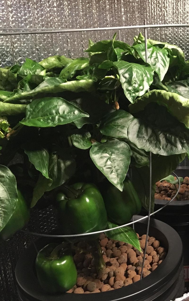 Cages Can Keep Plants More Upright Cages Can Keep Plants More Upright