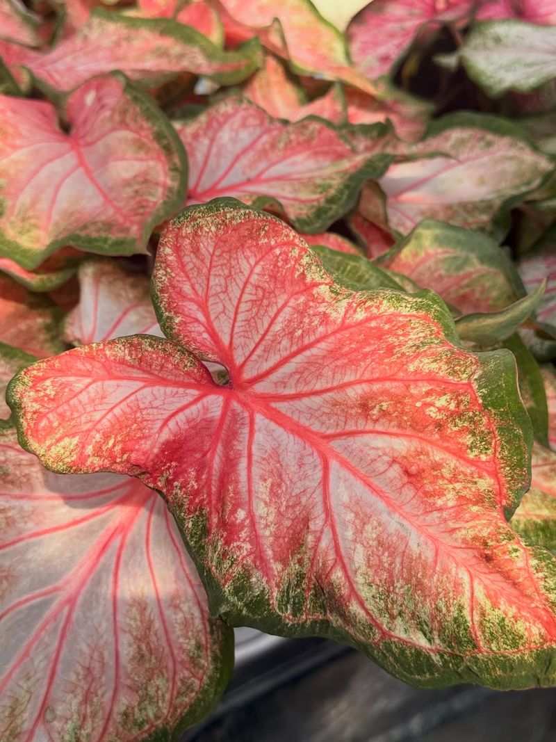Caladium Brightens Shady Corners