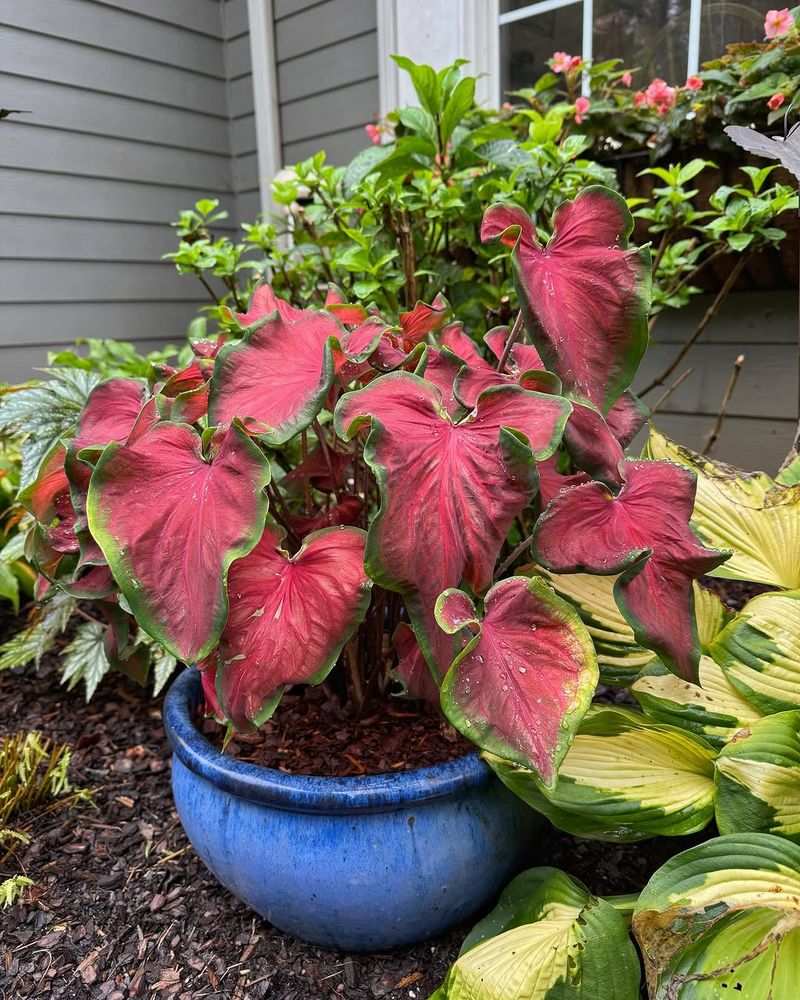 Caladium Contains Sharp Calcium Oxalate Crystals