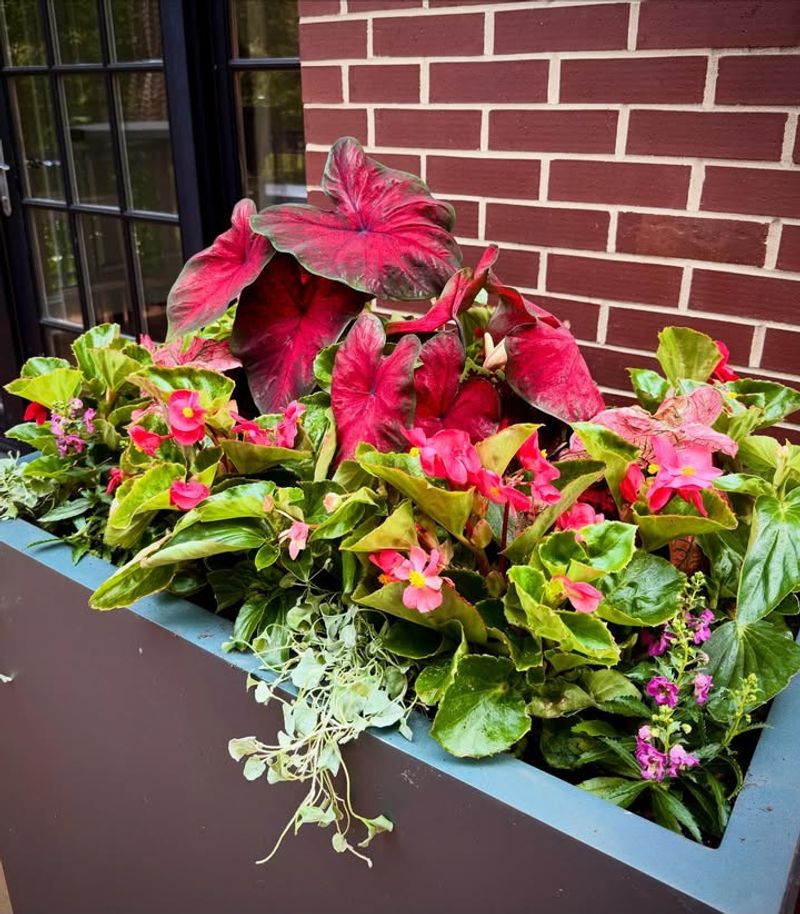 Caladium Loves Warm Shady Conditions Caladium Loves Warm Shady Conditions