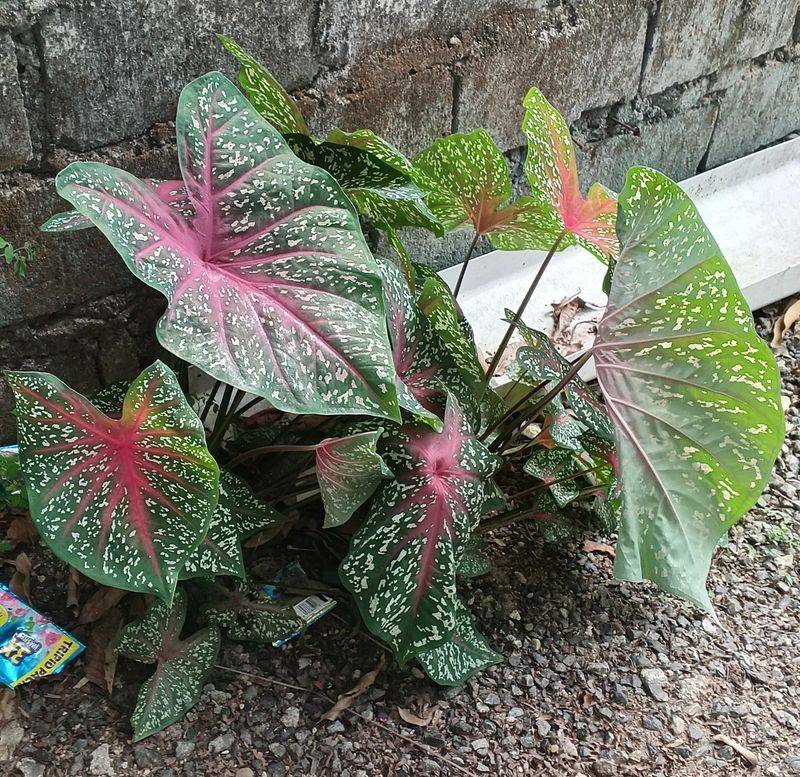 Caladiums And Begonias Brighten Shady Mailboxes