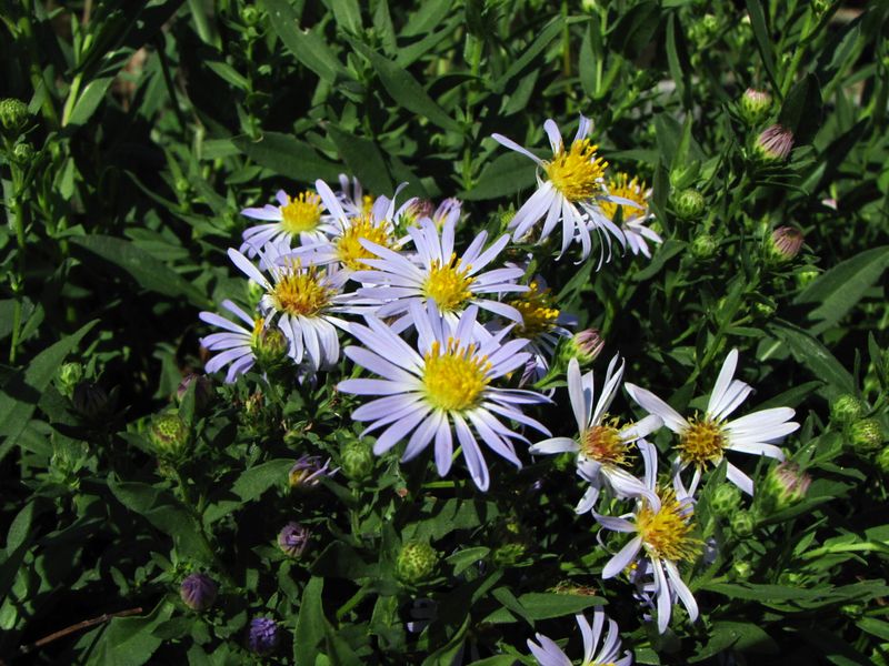 California Aster Keeps Late Color Coming California Aster Keeps Late Color Coming