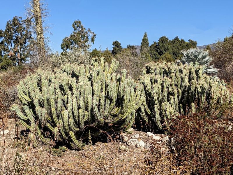 California Botanic Garden Shows Off Native Plants In Claremont California Botanic Garden Shows Off Native Plants In Claremont