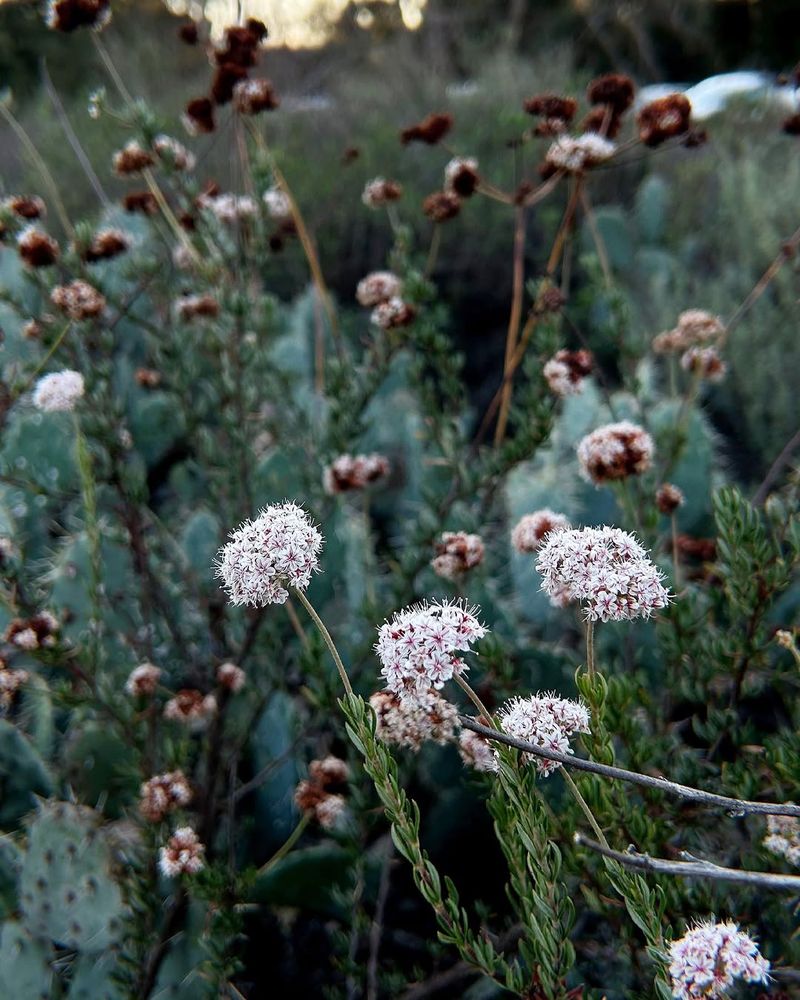 California Buckwheat Fills Dry Edges Without Fuss California Buckwheat Fills Dry Edges Without Fuss