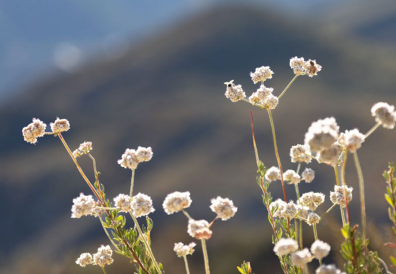 California Buckwheat California Buckwheat