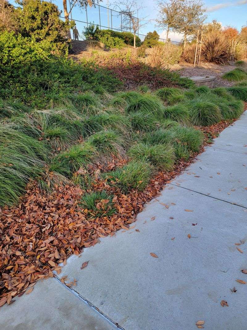California Field Sedge Gives A Lawn-Like Look California Field Sedge Gives A Lawn-Like Look