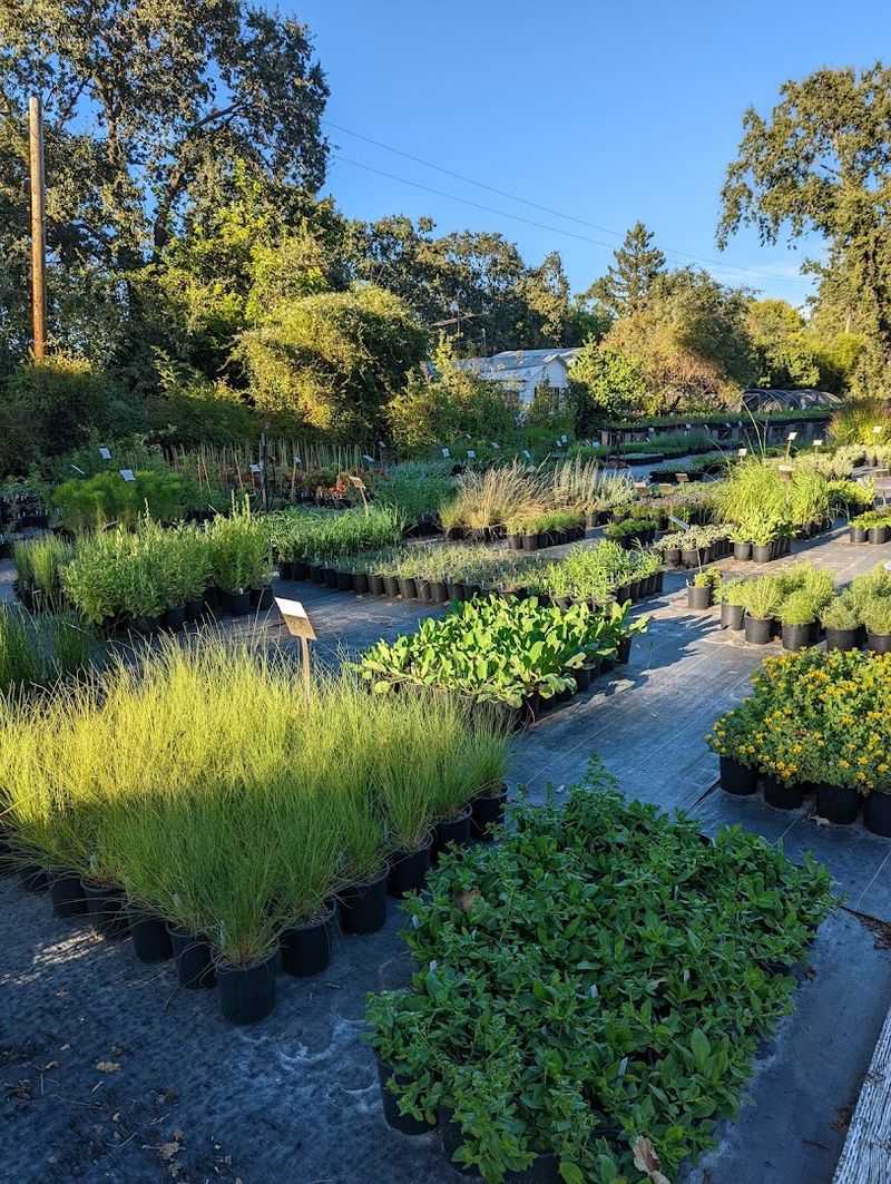 California Flora Is Worth The Sonoma Drive California Flora Is Worth The Sonoma Drive