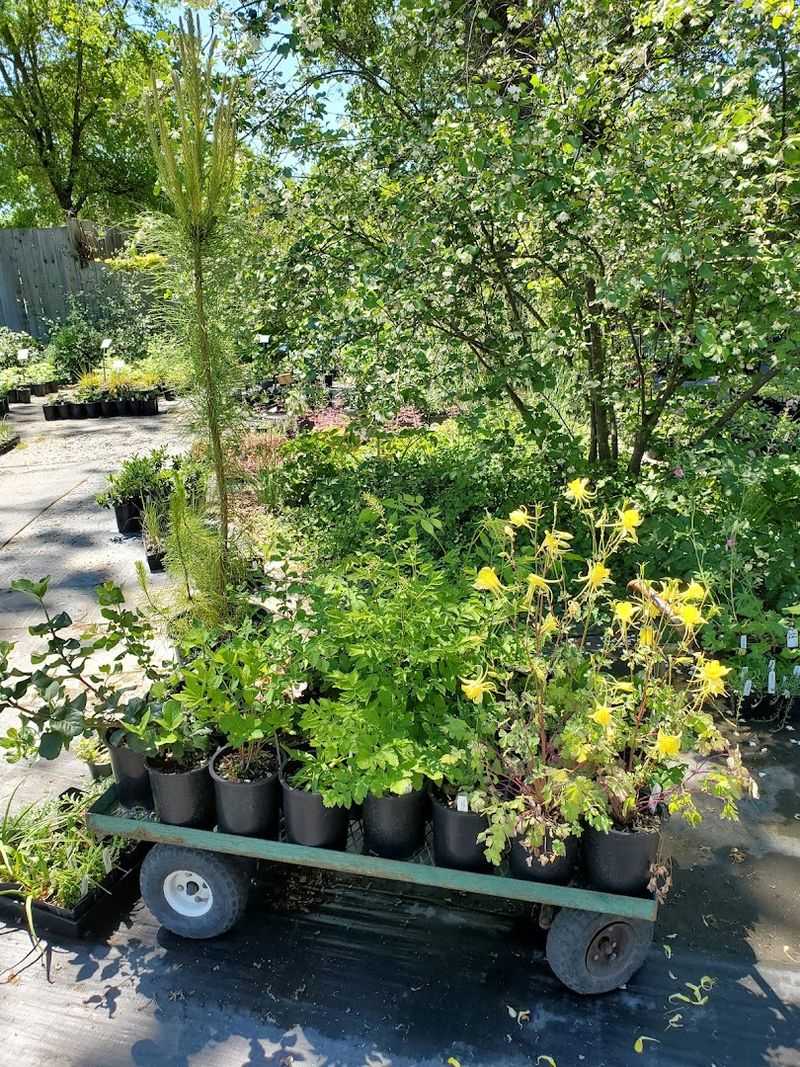 California Flora Nursery Makes Fulton A North Bay Native-Plant Stop California Flora Nursery Makes Fulton A North Bay Native-Plant Stop
