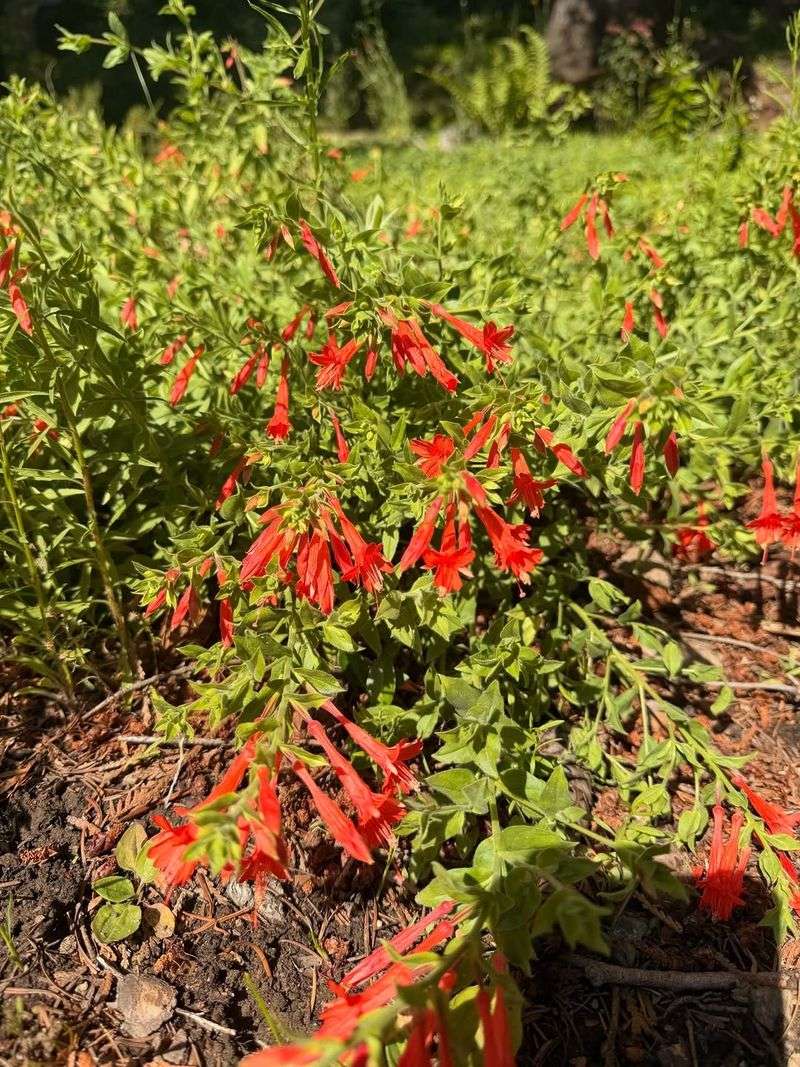 California Fuchsia