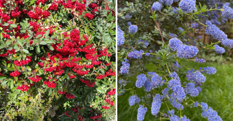 California Gardeners Who Plant These Deep-Rooted Natives Stop Worrying About Watering Entirely