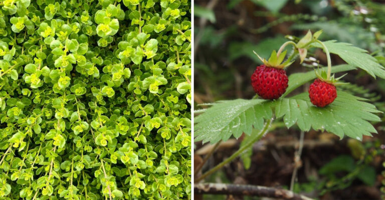 California Groundcovers That Cool The Soil And Cut Water Use In Half