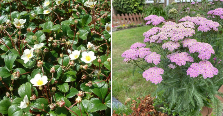 California Groundcovers That Fill Bare Spots Faster Than Mulch Ever Could