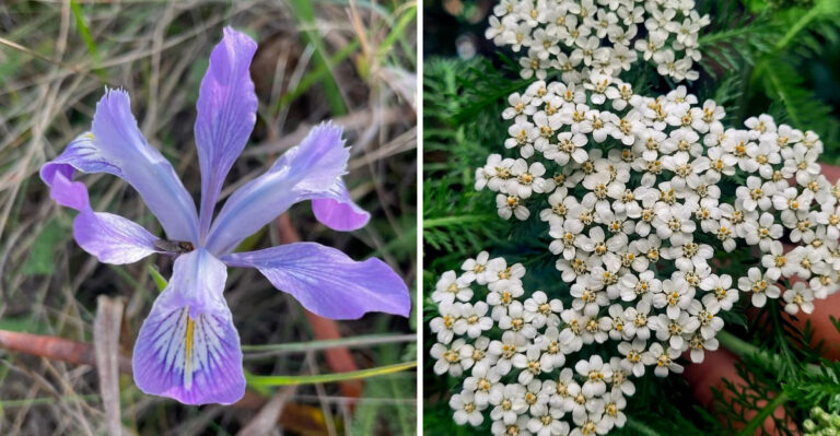 California Homeowners Should Add These Fire-Resistant Native Plants Before August Arrives