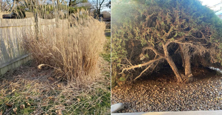 California Homeowners Should Remove These Flammable Plants Before August Arrives
