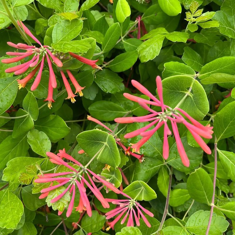 California Honeysuckle Is The Vine California Honeysuckle Is The Vine