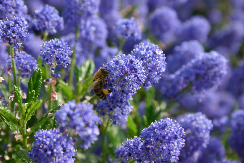 California Lilac California Lilac