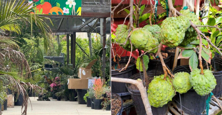 California Nurseries That Carry Rare Tropical Fruit Trees Most Garden Centers Never Stock