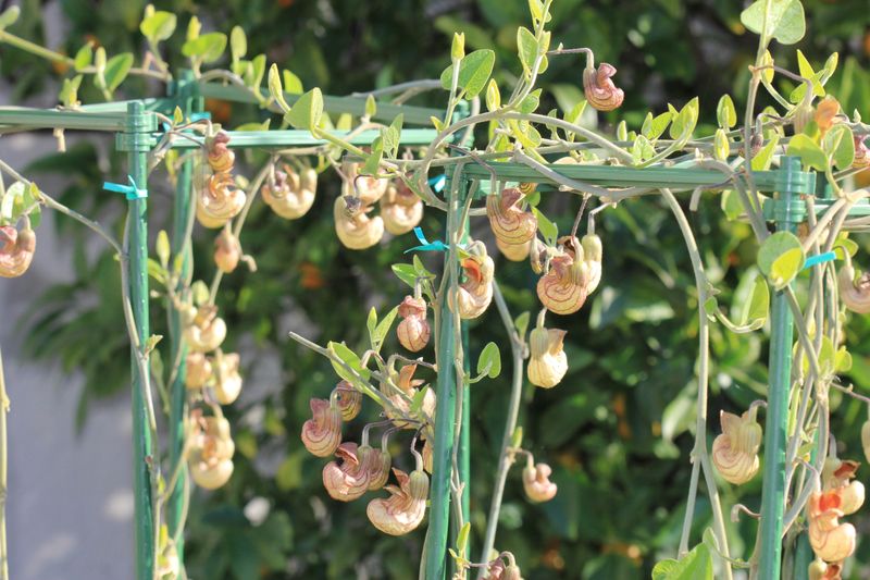 California Pipevine Belongs On A Detached Arbor California Pipevine Belongs On A Detached Arbor