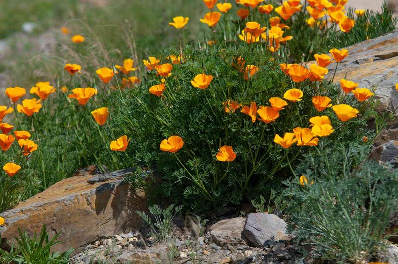 California Poppy Comes Back After Cool-Season Bloom California Poppy Comes Back After Cool-Season Bloom