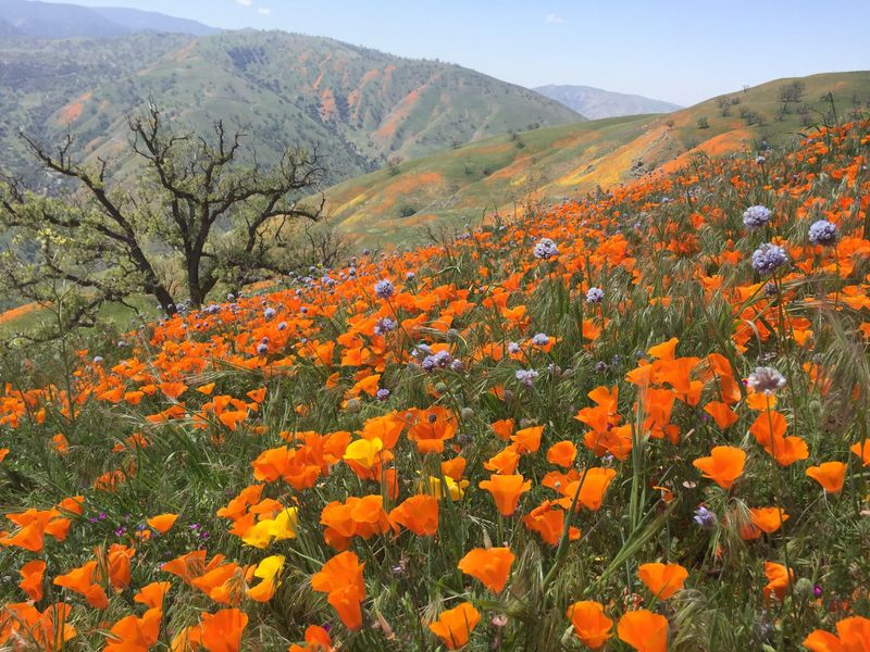 California Poppy