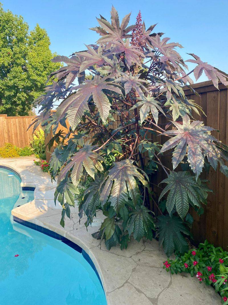 California Rules Depend On The Plant