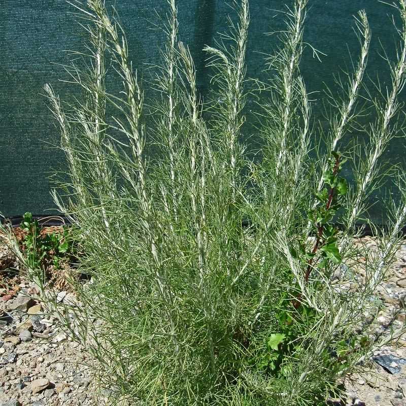 California Sagebrush Adds Scent Without Dense Cover California Sagebrush Adds Scent Without Dense Cover
