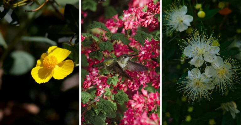 California Shrubs That Look Good With Almost No Summer Pruning