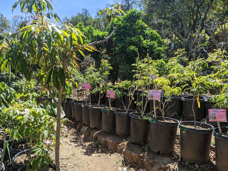 California Tropical Fruit Tree Nursery — Vista