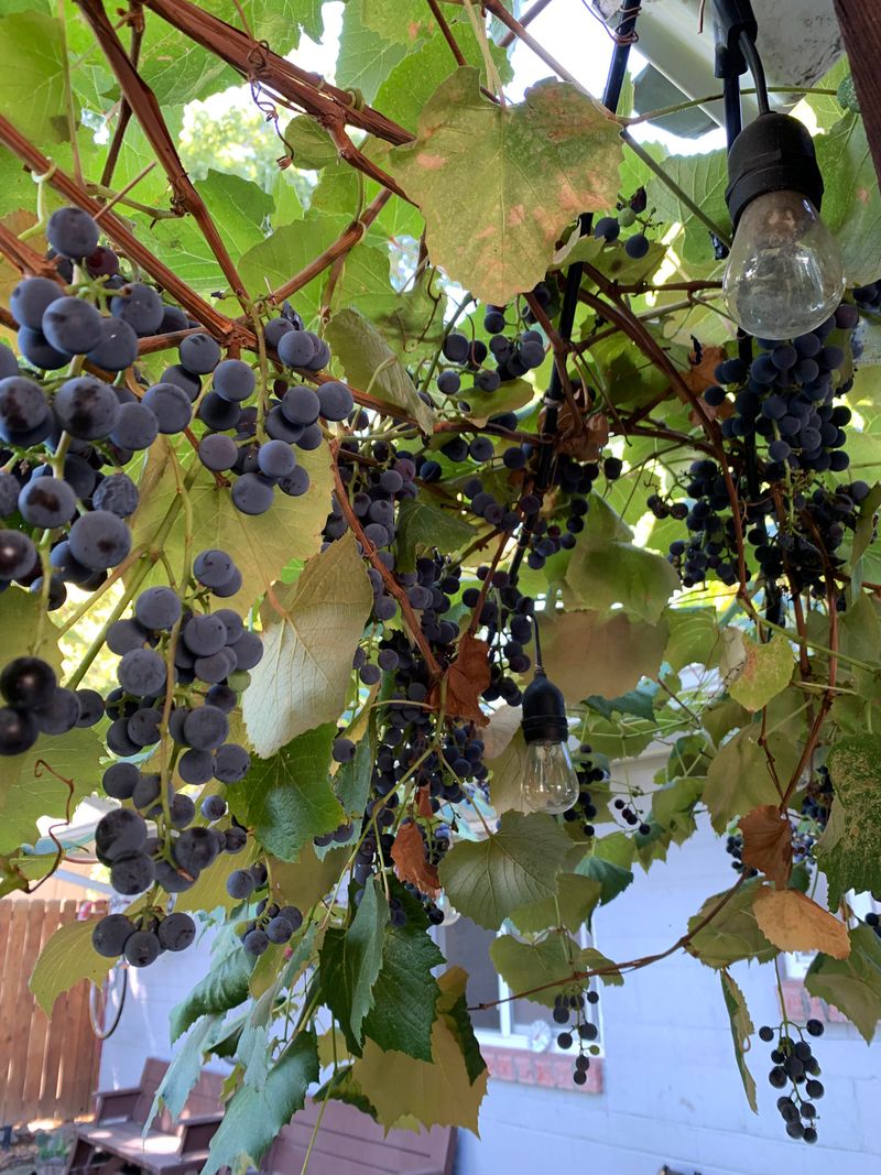 California Wild Grape Can Be Kept Off The Roofline California Wild Grape Can Be Kept Off The Roofline