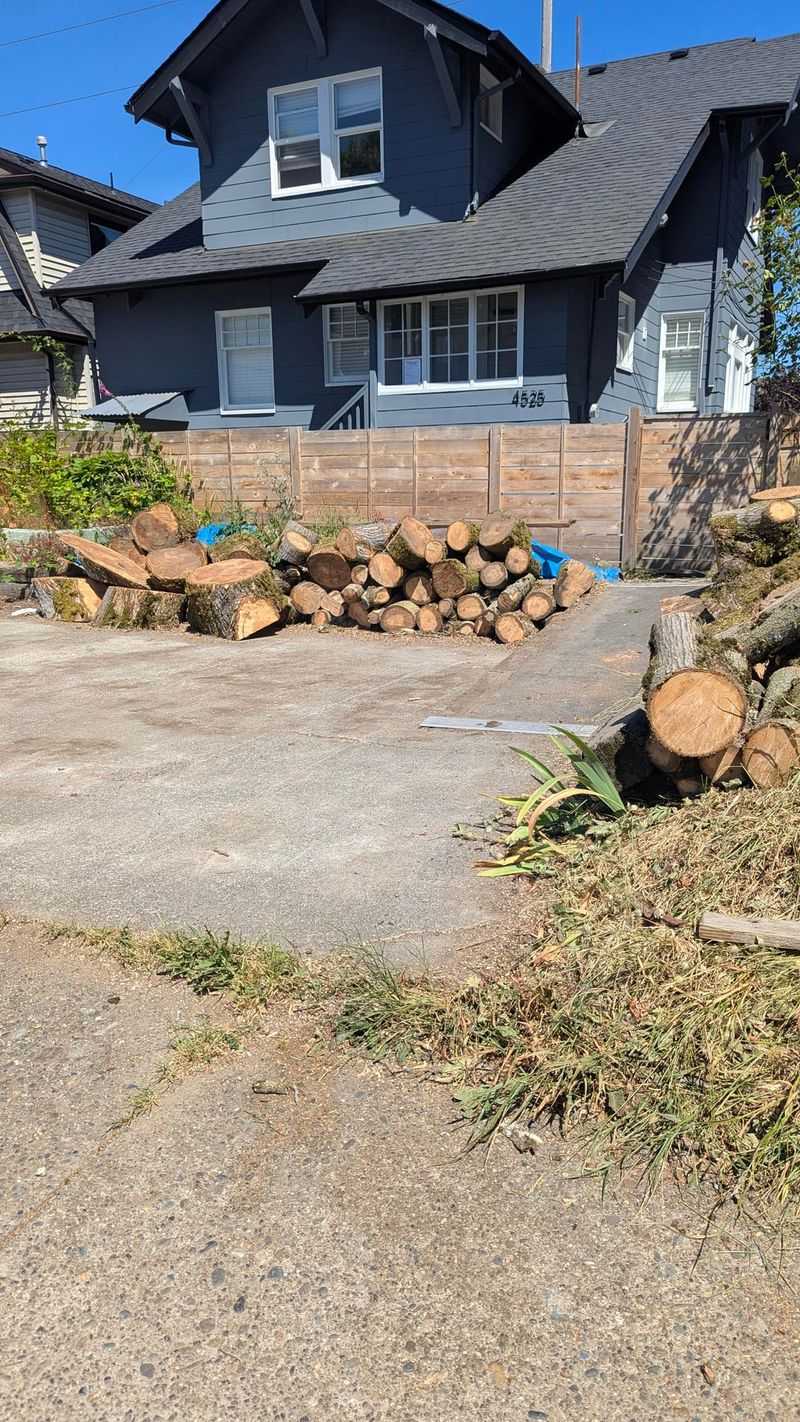 Call A Lawyer When The Tree Dispute Escalates
