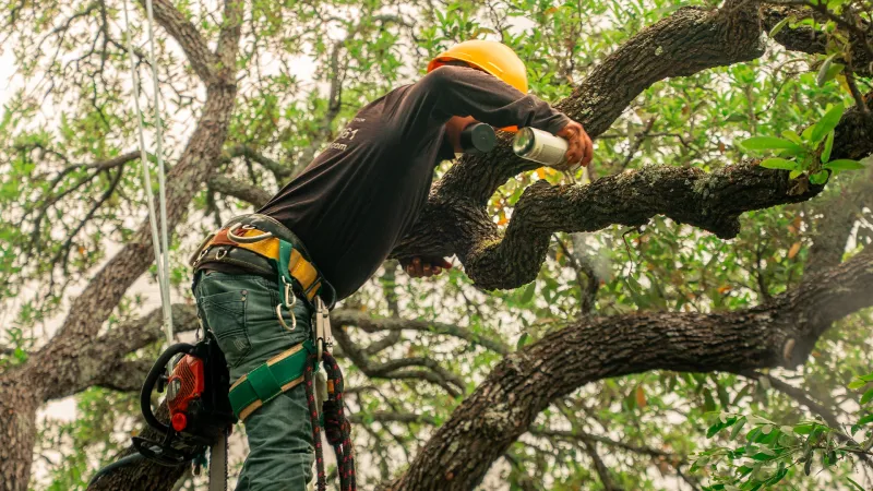 Call An Arborist For Large Or Risky Branches Call An Arborist For Large Or Risky Branches