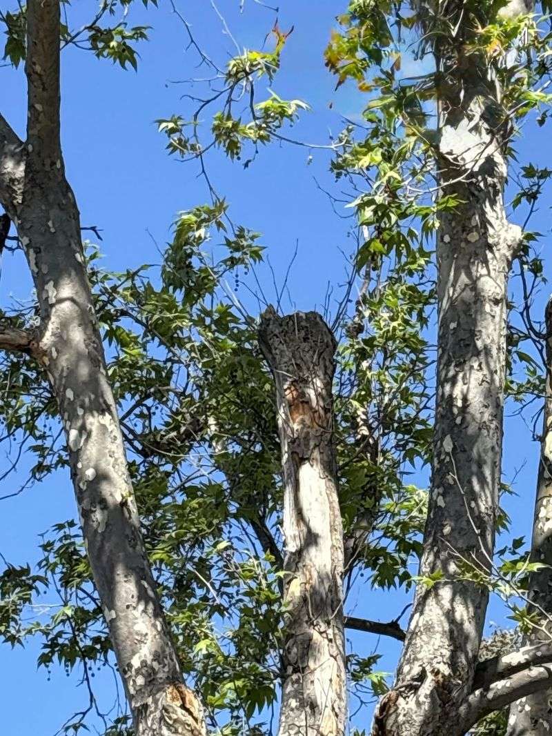 Call An Arborist When Decline Looks Bigger Call An Arborist When Decline Looks Bigger