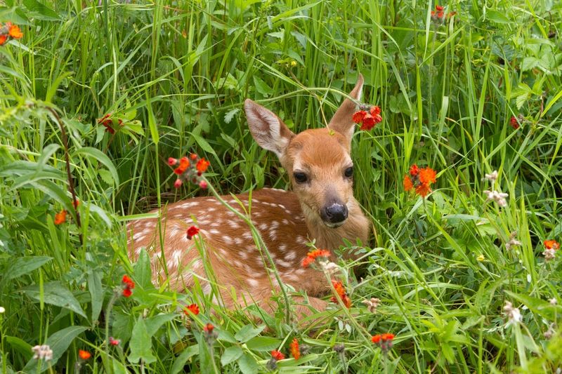 Call Before Moving The Fawn