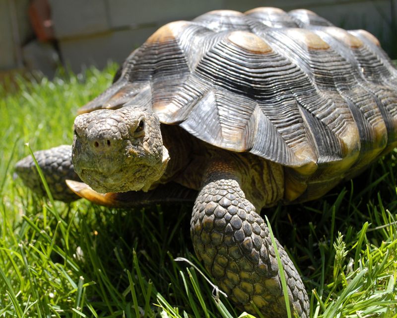 Call The Arizona Tortoise Adoption Program When In Doubt