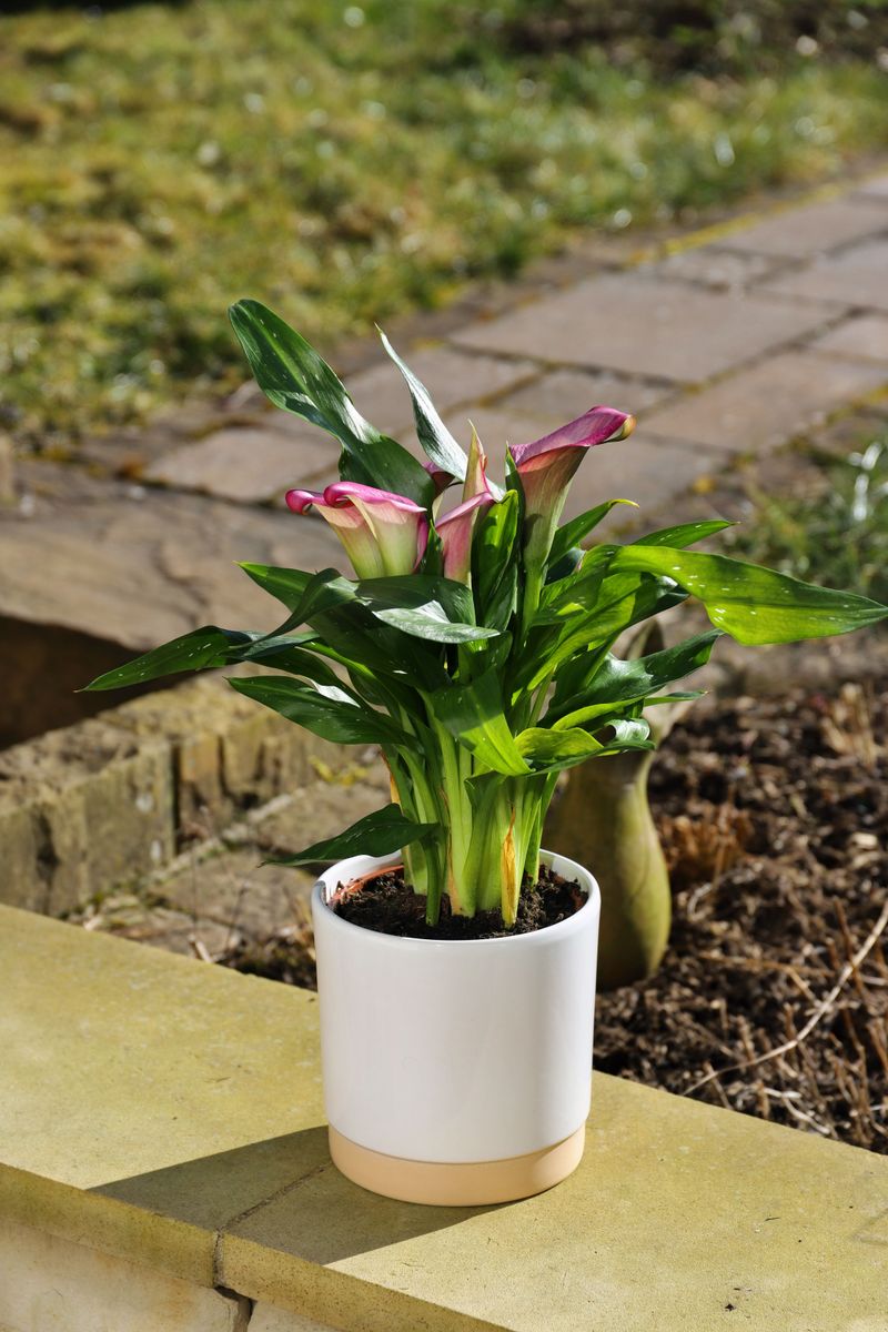 Calla Lilies