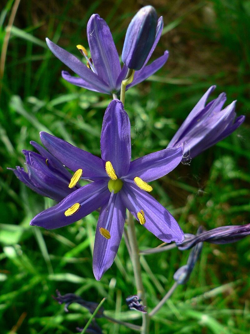 Camas (Camassia Quamash) Camas (Camassia Quamash)