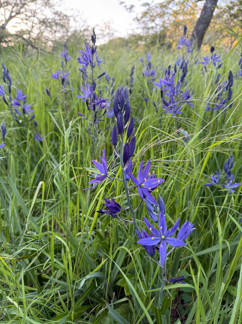 Camas Draws In Insects For Kestrels