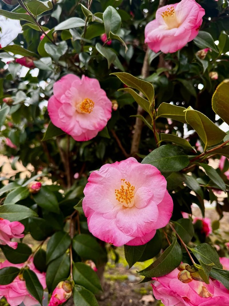 Camellias Should Not Be Fed Mid-Summer Camellias Should Not Be Fed Mid-Summer