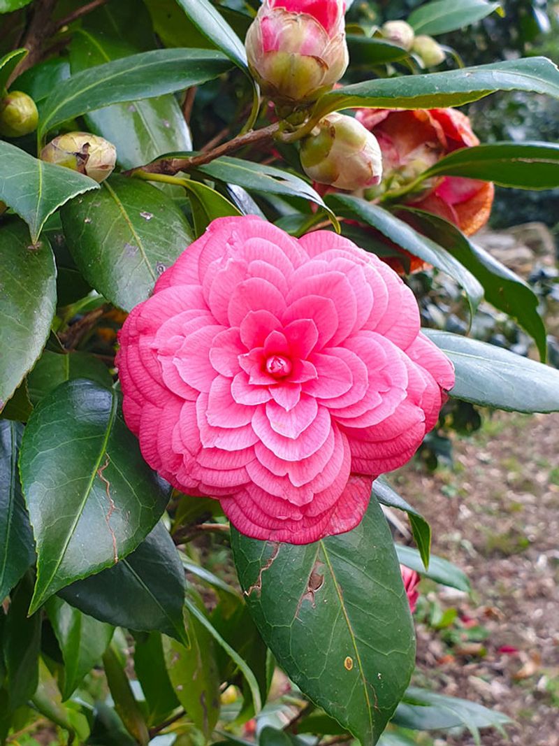 Camellias Want Rich Acid Soil