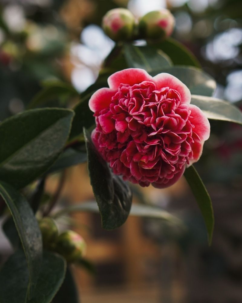 Camellias