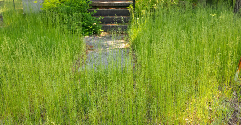 Can A California City Fine You For An Unmowed Front Yard?