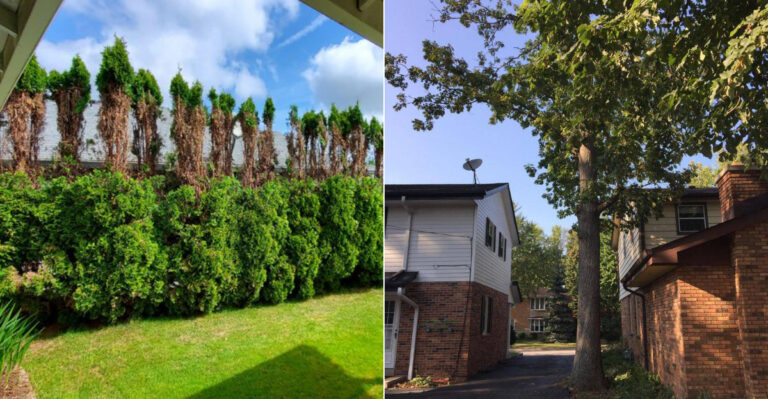 Can A California Neighbor Stop You From Planting A Tall Tree In Your Own Yard?
