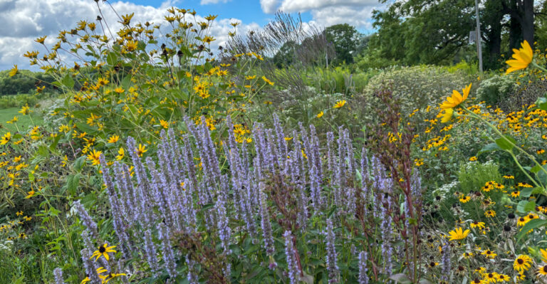 Can An HOA Fine You For A “Messy” Pollinator Garden In Florida?