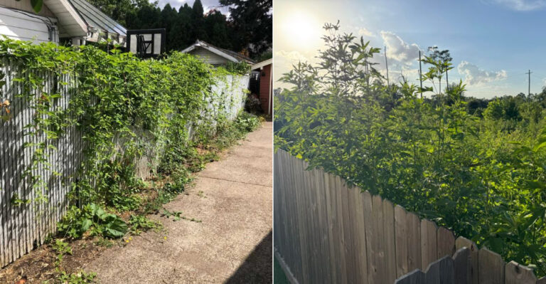 Can An Oregon Neighbor Ask You To Remove Plants Growing Through A Shared Fence?