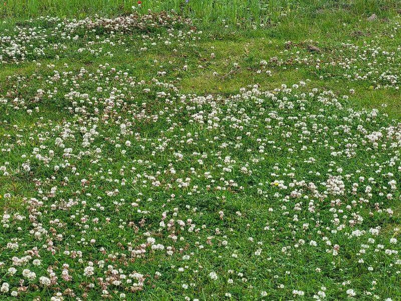 Can Be Integrated Into Pollinator-Friendly Lawns Can Be Integrated Into Pollinator-Friendly Lawns