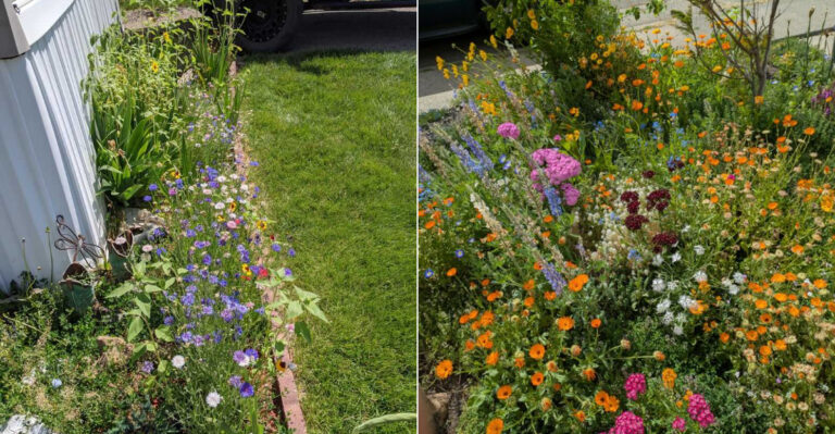 Can Oregon HOAs Legally Ban Native Plants And Wildflower Patches From Front Yards?